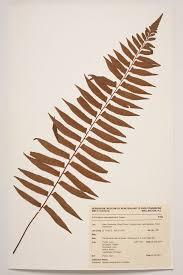 Image result for Arthropteris