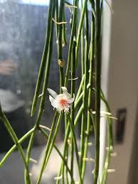 Image result for Rhipsalis