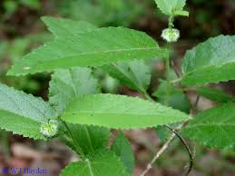 Image result for Tragia rupestris