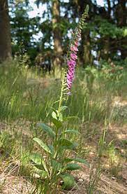 Digitalis Purpurea Wikiwand