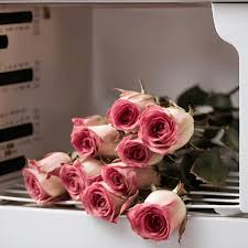 ʻO nā ala maikaʻi loa e hoʻomaloʻo ai i nā Roses ma ka Microwave: mālama  pono i nā pua a me nā petals