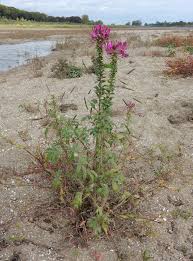 Image result for Cleome houtteana