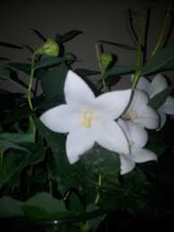 Flores de la banderita española, lantana camara. Planta De Flores Grandes Blancas Y Muy Olorosas