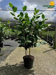Image result for Ficus demeusei