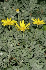 Image result for Euryops subcarnosus