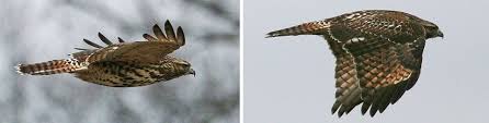 Maybe you would like to learn more about one of these? Red Tailed X Red Shouldered Hawk In Eastern Ontario Eastern Ontario Birding