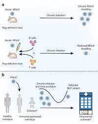 Check spelling or type a new query. Norovirus Encounters In The Gut Multifaceted Interactions And Disease Outcomes Mucosal Immunology