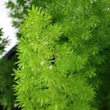 Image result for Asparagus schroederi