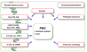 Primary Biliary Cirrhosis A 2010 Update Journal Of Hepatology