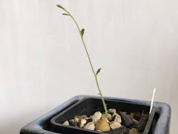 Image result for Trochomeria polymorpha