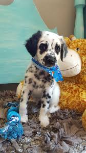 Long Haired Dalmatian Puppy Cute Animals Dalmatian Puppy Cute Dogs