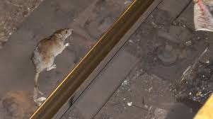 Get rid of mice with professional mice control products. Rats In New York City Wikipedia