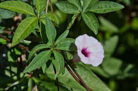 Image result for Ipomoea wightii