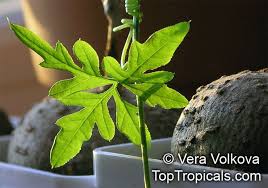 Image result for Kedrostis crassirostrata