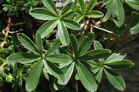 Image result for Alchemilla johnstonii