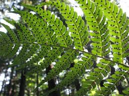 Fern, class of several thousand species of nonflowering vascular plants that reproduce by spores. Dryopteris Marginalis Evergreen Woodfern Leather Wood Fern Marginal Woodfern Marginal Wood Fern North Carolina Extension Gardener Plant Toolbox