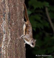 Ohio Birds And Biodiversity Southern Flying Squirrel Extravaganza