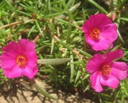 Image result for Portulaca