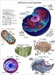 Animal Cell Structure And Organelles Text Images Music Video Glogster Edu 21st Century Animal Cell Structure Animal Cell Project Plant And Animal Cells