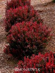Check out results for low shrubs full sun Pygmy Ruby Barberry Shrubs For Landscaping Garden Shrubs Front Yard Landscaping