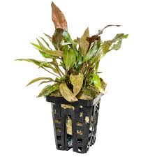 Your fish stuff cryptocoryne lutea. Cryptocoryne Usteriana