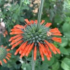 Image result for Vernonia nepetifolia