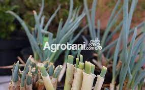 Masukkan jari anda, hingga ruasjari kedua, pada. Cara Budidaya Bawang Daun Dengan Teknik Baru Lengkap Agrotani