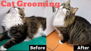 Cats with low hair can get cold and uncomfortable. Cat Grooming Siberian Cat Taking A Bath Cleaned And Blow Dried Long Haired Cat Guidelines Youtube