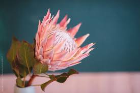 King Protea By Adrian Cotiga For Stocksy United Floral Branding Protea Flowers