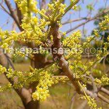 Image result for Lannea humilis