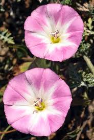 Image result for Convolvulus goyderi