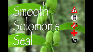 3 polygonatum, also known as solomon's seal or king solomon's seal, is a herb that is native to north america. Smooth Solomon S Seal Edible Medicinal Cautions Other Uses Youtube