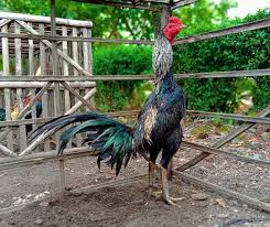 Ayam Mangon Sejarah Ciri Ciri Keistimewaan Duniabinatang Net