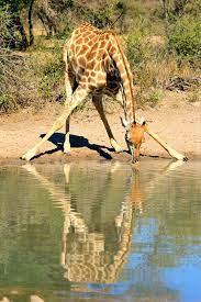 Their young endure a rather rude welcome. Facebook