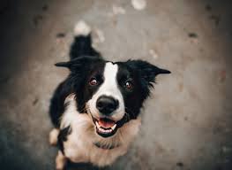 Hobby lobby has sales daily. 25 Most Dog Friendly Stores In America Canna Pet