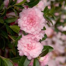 Southern Living Plant Collection 2 Gal October Magic Pink Perplexion Camellia Shrub With Soft Pink Double Blooms 79372 The Home Depot In 2020 Southern Living Plant Collection Southern Living Plants Plant Collection