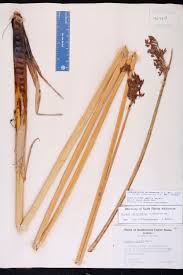 Image result for Schoenoplectus sp.no.1