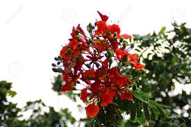 Image result for Fabaceae subfamily Caesalpinioideae