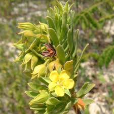 Image result for Surianaceae