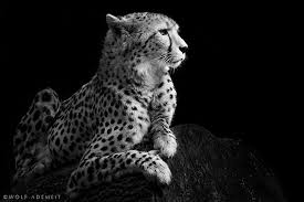 Black And White Cheetah Photo Observer By Wolf Ademeit 500px Cheetahs Animals Wild African Animals