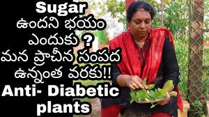 Natural Health Remedies For Sugar Problem Podapathri Plant Insulin Plant À°ª À°¡à°ªà°¤ À°° À°à°¨ À°¸ À°² À°¨ À°® À° 59 Youtube