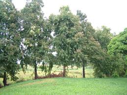 Image result for Eucalyptus torelliana