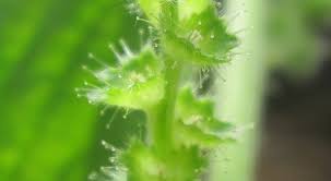 Image result for Acalypha lanceolata