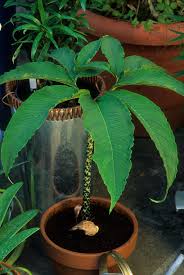 Image result for Sauromatum venosum