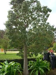 Image result for Brachychiton