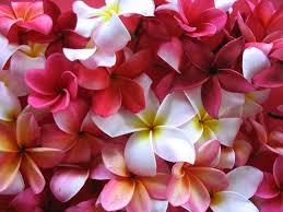 61 Plumeria Background On Wallpapersafari Find over 15 of the best free plumeria images. 61 plumeria background on wallpapersafari