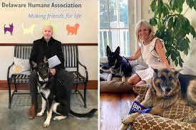 Biden included his dogs in his campaign for the presidency, playing off many of his supporters' excitement about bringing back the beloved white house tradition. Meet America S New First Dogs Champ And Major Biden Washingtonian