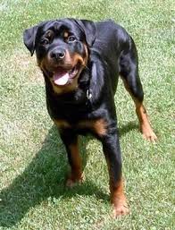 We often have adults, youth or special puppies available here. Male Female German Rottweiler For Sale In Tampa Florida Classified Americanlisted Com