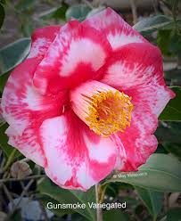 Terrell Weaver” and Mother Nature has bloomed a SPECIAL HEART for  Valentine's Day. Enjoy, Don