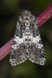 Image result for Hadena compta